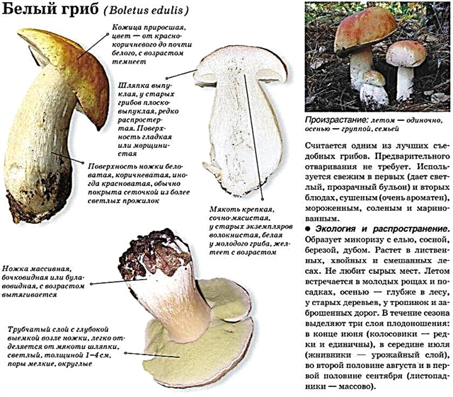 Sectional photo and description, similar mushrooms, edible or not, how much are fresh mushrooms