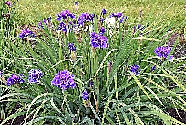 Iris Siberian Concord Crash: planten en verzorgen, een foto en beschrijving van de variëteit Iris Sibirica Concord Crush