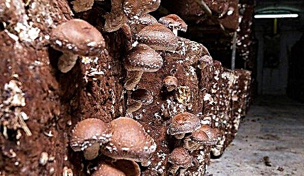 Growing shiitake at home: how to make a substrate, processing mushrooms, how to grow from grain mycelium
