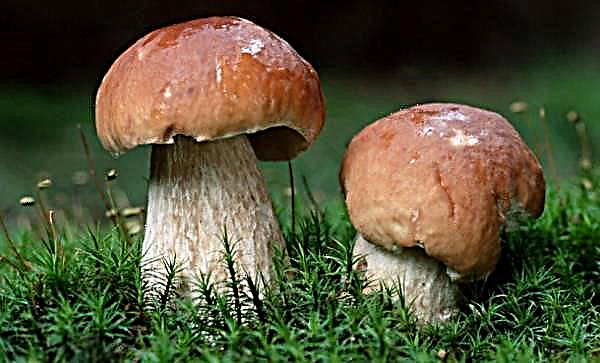 How many porcini mushrooms grow after rain, after how many days mushrooms appear