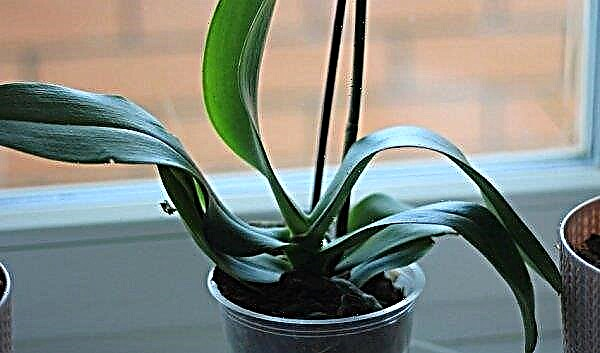 Why do orchids fade leaves - what to do, how to save a plant