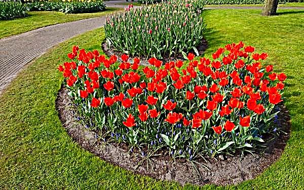 Verandi Tulip: plantation et entretien, application en aménagement paysager, photo et description Verandi