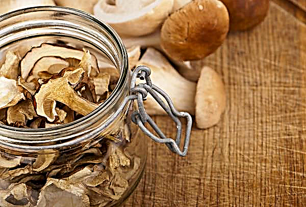 How to dry porcini mushrooms at home: in the oven, on strings, for the winter