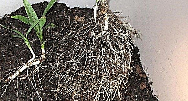 Dracaena deja seca: por qué y qué hacer, cómo salvar una planta, foto