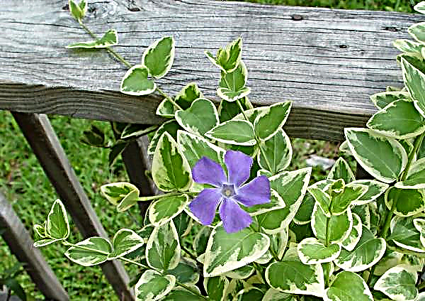 Variegated periwinkle in landscape design: planting and care in the open ground, photo