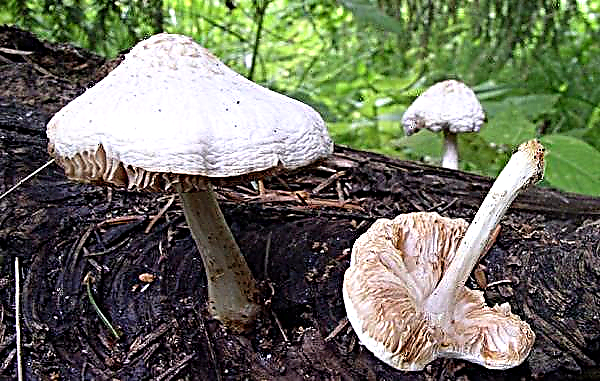 Як виглядає і де росте гриб Плюта білий, їстівний чи ні, користь і шкода, фото і опис