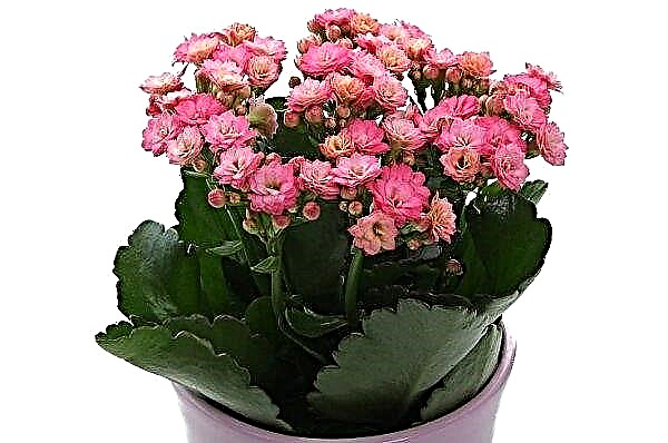 How to transplant Kalanchoe at home: in which land, when can I transplant and how to care after transplant, video