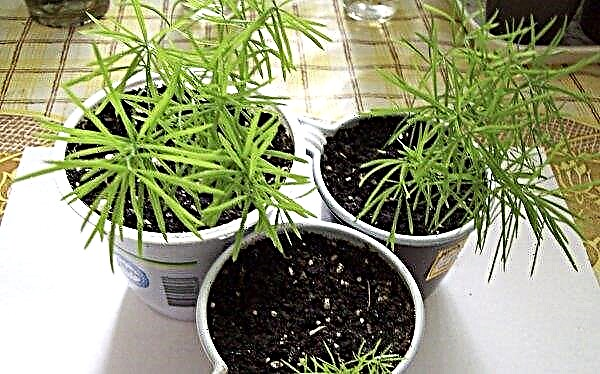 Sprenger chřest (pokojové rostliny): domácí péče, rozmnožování, pěstování semen