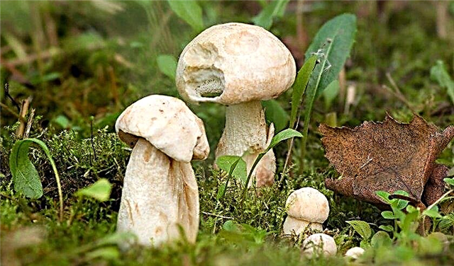 Types de champignons de cèpes, photo et description, quelles sont les variétés de cèpes
