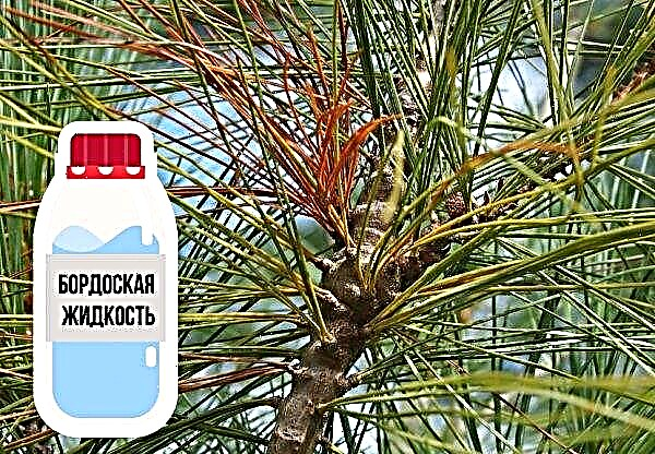 Kiefer Weimutova Minima (Pinus strobus Minima): Fotos und Beschreibungen, Pflanzen und Pflege, Verwendung in der Landschaftsgestaltung