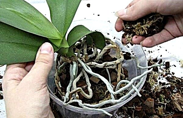 Hur man transplanterar en orkidébarn hemma (utan rötter, med rötter): steg för steg guide, efterföljande vård, video