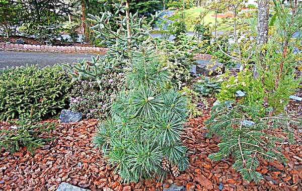 Pino Schwerin Withhorst (Pinus schwerinii Wiethorst): descrizione e foto di un albero, uso nella progettazione del paesaggio, semina e cura