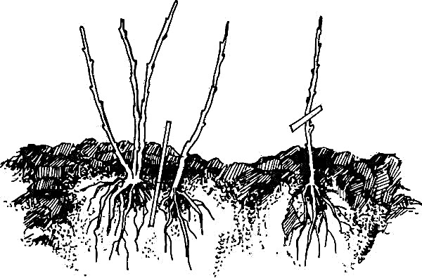 Alyssum rotsachtig: planten en verzorgen van een kruid in het open veld, de foto en groeien uit zaden, wanneer te planten