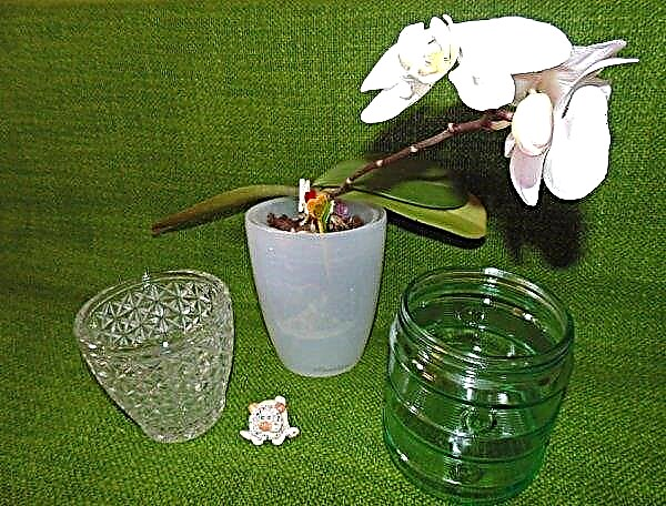 Orchid in a glass vase: features of growing and care, photo
