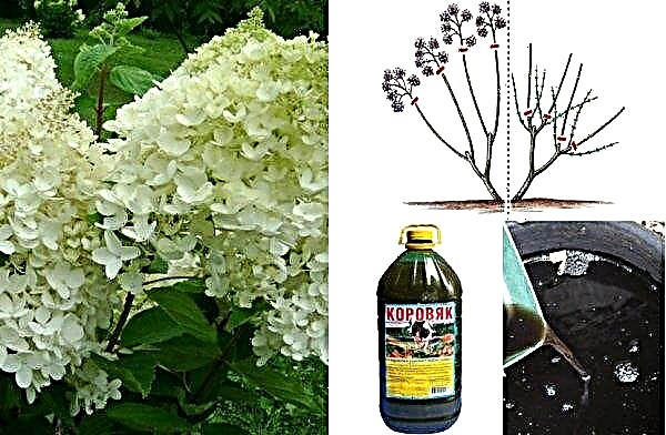 How to feed and fertilize hydrangea in the fall: fertilizing the plant in September, after pruning and preparing for winter