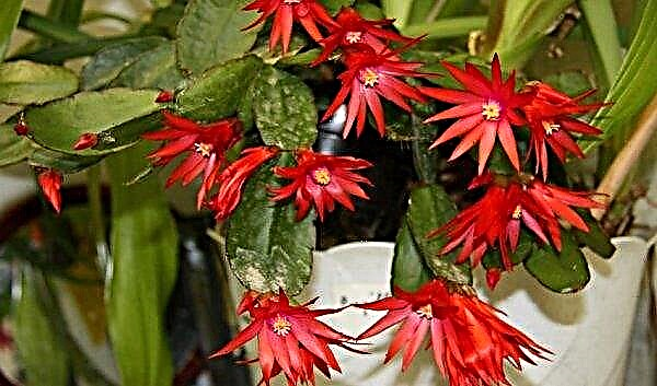 Breeding of Schlumbergera at home: technology and further care, photo