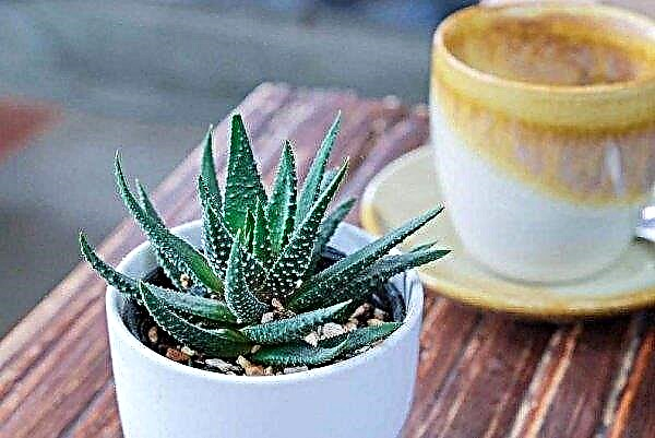 How to plant and grow aloe at home: in which pot and what kind of soil, how to care, optimal conditions, video