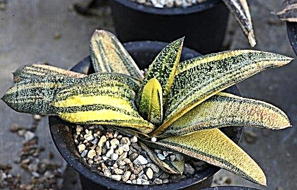 Gasteria houseplant: types and names with photos, cultivation and care at home