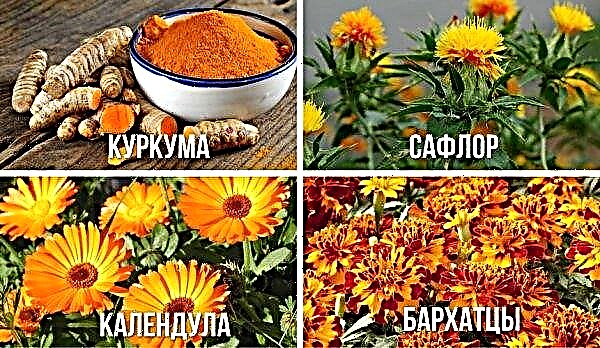 Saffron dan marigold adalah bunga yang berbeza atau tidak: mengapa mereka tidak sama, perbezaan utama antara bunga, foto