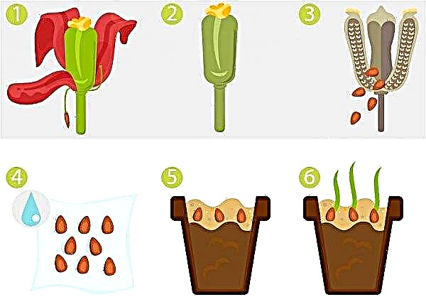 Propagação de tulipas: bulbos, quantas tulipas crescem de uma lâmpada, como se propagar em casa