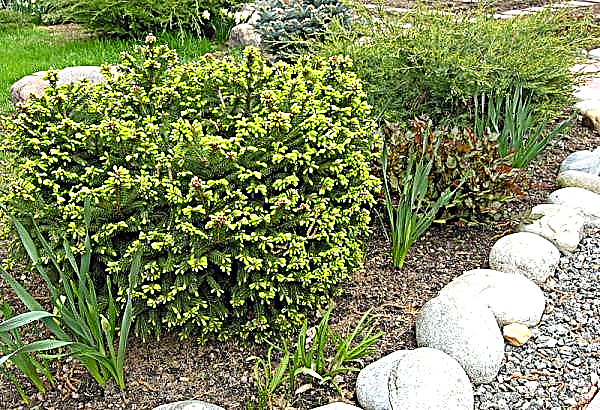 Norra kuusk Barry (Picea abies Barryi): kirjeldus, istutamine ja puude hooldus, kasutamine maastiku kujundamisel, foto