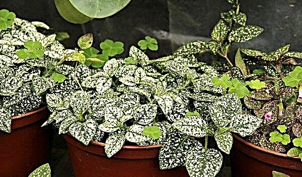 Hypoesthes (indoor plants): home care, photo, reproduction, species