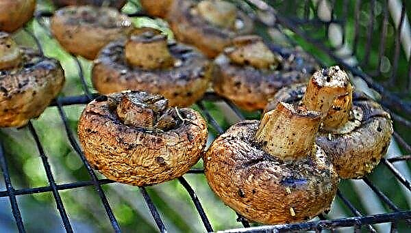 Koninklijke champignons: hoe verschillen ze van gewone witte champignons, champignons met een bruine hoed
