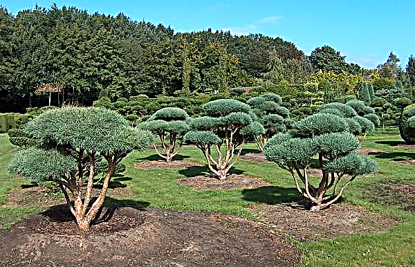 Pine ordinary Waterreri: description of a tree, planting, care, reproduction, diseases and pests, application in landscape design