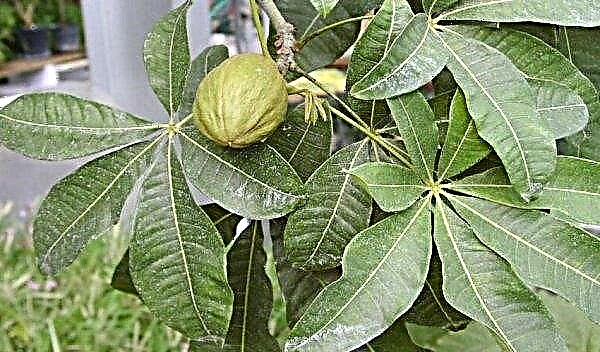 Pakhira (houseplant) : 재택 간호, 사진, 생식, 이식, 가지 치기, 표지판