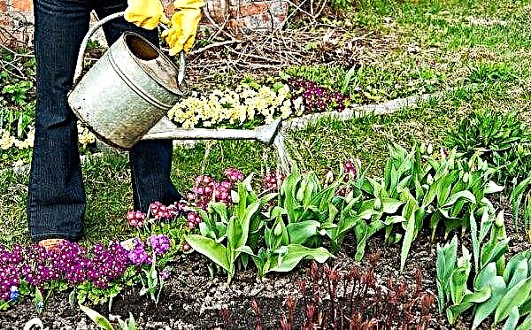 أصناف التوليب الأمير الأسود وأصناف أخرى من زهور التوليب السوداء مع زهرة من نغمات داكنة