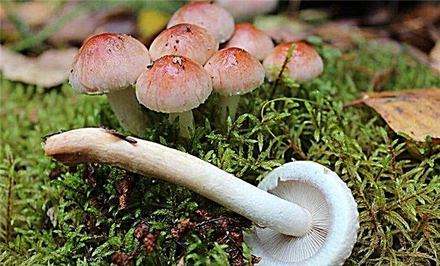 Description of how to distinguish from false mushrooms