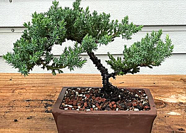 Juniper Chinese Blue Alps (Blue Alps): use in landscaping, description and photos, planting and care