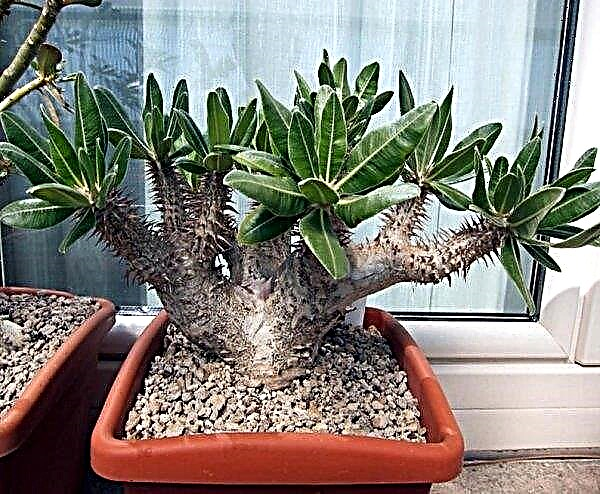 Pachypodium Lamera: home care, photo, growing from seeds, flowering, omens