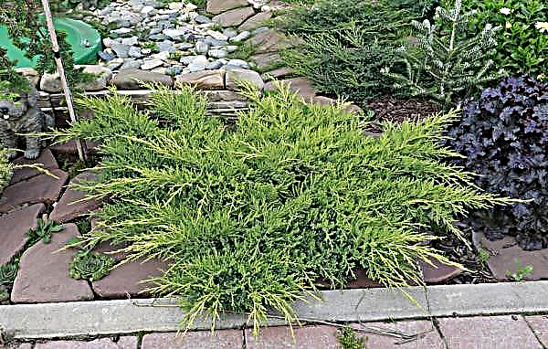 Juniper medium Gold Kissen (Gold Kissen): description and photo, planting and care, use in landscaping
