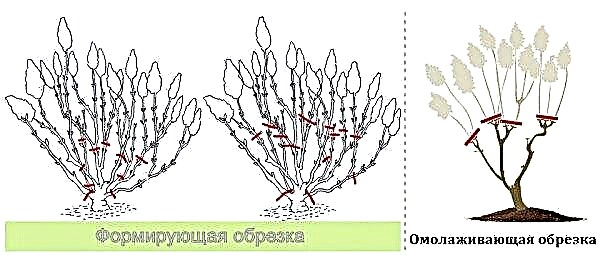 Panicle hydrangea Little Friise (Hydrangea paniculata Little Fraise): صورة ووصف للصنف ، تطبيق في تصميم الحديقة