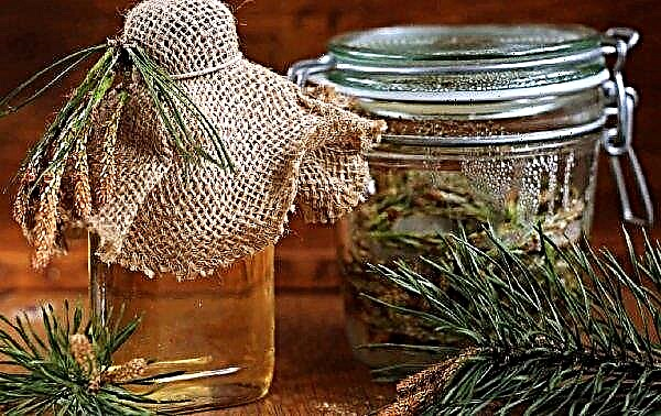 A decoction and tincture of cedar cones: what are useful, the use of various diseases, recipes, pressure