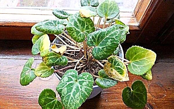 Propagation of cyclamen at home: the main methods, plant care and transplantation, photos, video