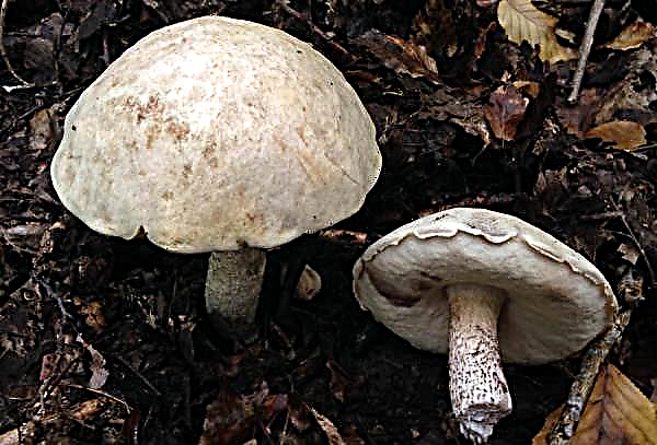Bolet blanc: photo et description d'un champignon au chapeau blanc, champignon albinos