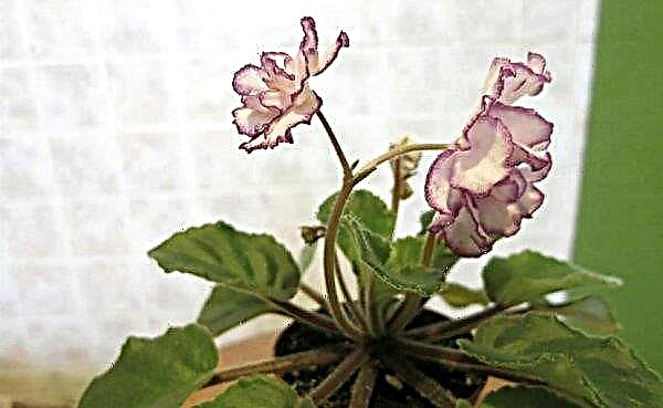 Violet Jan Minuet: photo and description of the variety, home care