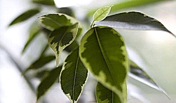 Por qué las hojas de ficus se vuelven negras: las principales razones de qué hacer y cómo salvar la planta, foto