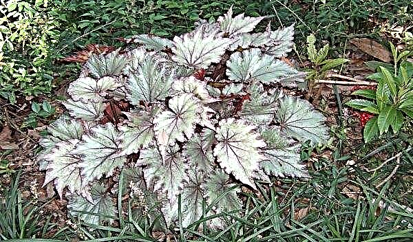 Kraljevska begonija: vrste, imena i opis s fotografijama, briga i razmnožavanje sobne biljke kod kuće