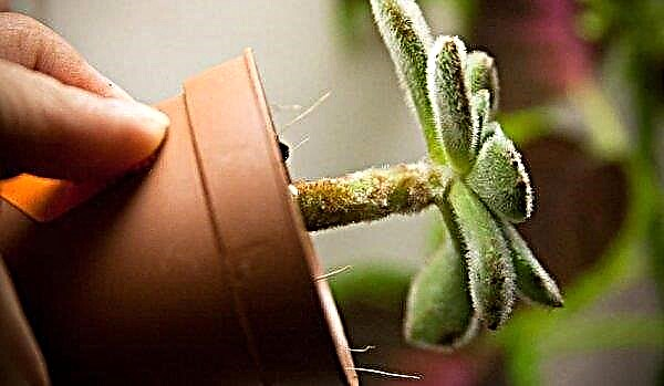 Aikhrizon: description of the plant, types, especially the care at home, photo