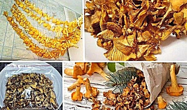 How many fresh chanterelles are stored in the refrigerator, how to store chanterelles after harvest