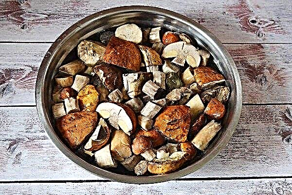 How to freeze cap boletus for the winter in its raw form, is it possible to freeze raw