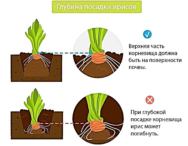 Land til iris, når du planter i haven: hvilken jord der er elsket, optimal syreindhold