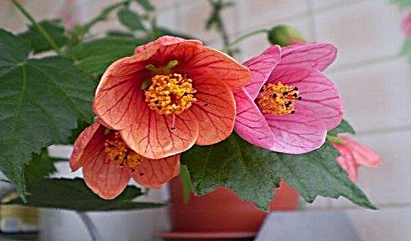 Abutilon: description of a houseplant, cultivation and care at home, pruning and reproduction, photo
