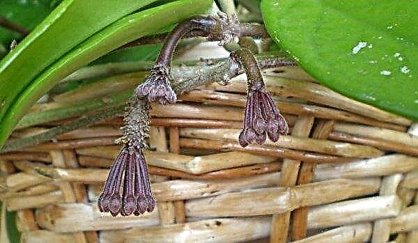 Hoya carnosa: cuidado en el hogar, foto, reproducción