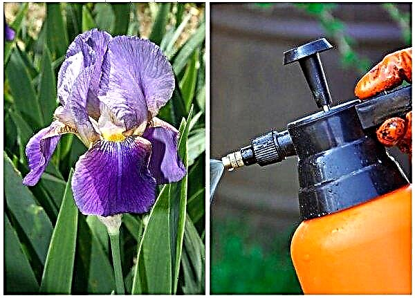 Quand tailler les iris après la floraison pour l'hiver: taille des feuilles, dans la région de Moscou, en août ou en automne