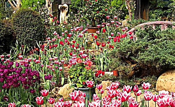 Tulip Columbus (Columbus): περιγραφή και φωτογραφία του φυτού, χαρακτηριστικά καλλιέργειας, χρήση στο σχεδιασμό τοπίου