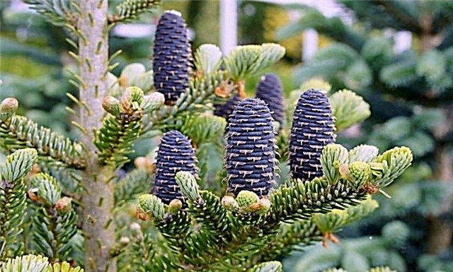Korean fir (Abies koreana) - varieties: Blue Magic and Green Carpet, Bonsai Blue, Blauer Eskimo, photo and description